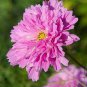 Geranium Japanese Sakura White & Light Pink Big Blooms Flower 20 Seeds