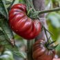 Giant Black Krim Tomato Hybrid F2 Vegetables 200 Seeds
