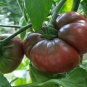 Giant Black Krim Tomato Hybrid F2 Vegetables 200 Seeds