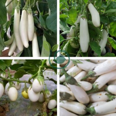 Asian White Eggplant 200 Seeds