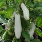 Asian White Eggplant 200 Seeds