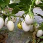 Asian White Eggplant 200 Seeds
