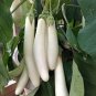 Asian White Eggplant 200 Seeds