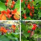 Runner Bean 'Scarlet' Phaseolus coccineus Flower 30 Seeds