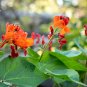 Runner Bean 'Scarlet' Phaseolus coccineus Flower 30 Seeds