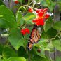Runner Bean 'Scarlet' Phaseolus coccineus Flower 30 Seeds