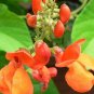 Runner Bean 'Scarlet' Phaseolus coccineus Flower 30 Seeds