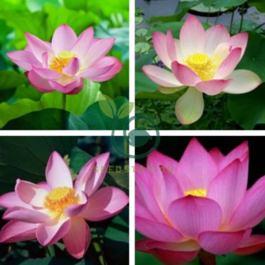 Red White Long Small Nelumbo Nucifera Lotus Bonsai 2 Seeds