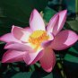 Red White Long Small Nelumbo Nucifera Lotus Bonsai 2 Seeds