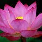 Red White Long Small Nelumbo Nucifera Lotus Bonsai 2 Seeds