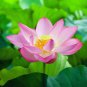 Red White Long Small Nelumbo Nucifera Lotus Bonsai 2 Seeds