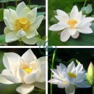 Nobility Queen White Lotus Nelumbo Nucifera 2 Seeds