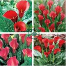 Calla Lily Zantedeschia aethiopica Flower 200 Seeds