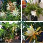 Epiphyllum Anguliger Fishbone Succulent Zig Zag Cactus Hanging 200 Seeds