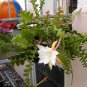 Epiphyllum Anguliger Fishbone Succulent Zig Zag Cactus Hanging 200 Seeds