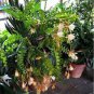 Epiphyllum Anguliger Fishbone Succulent Zig Zag Cactus Hanging 200 Seeds