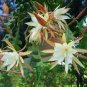 Epiphyllum Anguliger Fishbone Succulent Zig Zag Cactus Hanging 200 Seeds