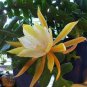 Epiphyllum Anguliger Fishbone Succulent Zig Zag Cactus Hanging 200 Seeds