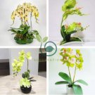 Mini Bonsai Orchid 200 Seeds