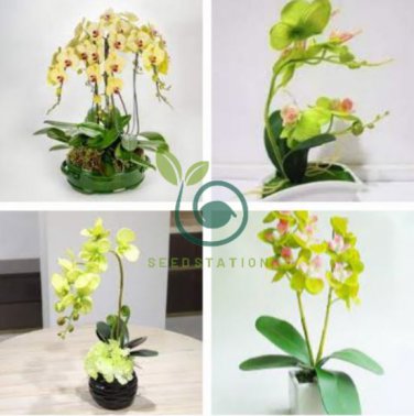 Mini Bonsai Orchid 200 Seeds