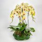 Mini Bonsai Orchid 200 Seeds