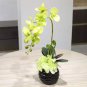 Mini Bonsai Orchid 200 Seeds