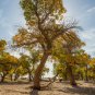 Heirloom Populus Euphratica 100 Seeds