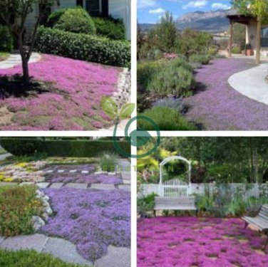 Creeping Thyme 200 Seeds