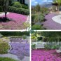 Creeping Thyme 200 Seeds