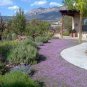 Creeping Thyme 200 Seeds