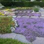 Creeping Thyme 200 Seeds