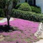 Creeping Thyme 200 Seeds