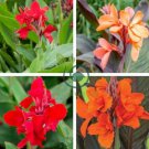 Dwarf Bonsai Canna Lily Outdoor Tropical Bronze Scarlet 200 Seeds