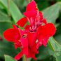 Dwarf Bonsai Canna Lily Outdoor Tropical Bronze Scarlet 200 Seeds