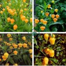 Sandersonia 100 Seeds