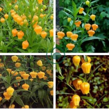 Sandersonia 100 Seeds