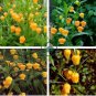 Sandersonia 100 Seeds