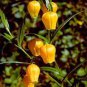 Sandersonia 100 Seeds