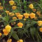 Sandersonia 100 Seeds