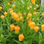 Sandersonia 100 Seeds