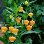 Sandersonia 100 Seeds