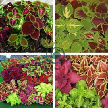Coleus Blumei Seeds Mixed 9 Colors 200 Seeds