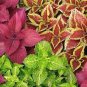 Coleus Blumei Seeds Mixed 9 Colors 200 Seeds