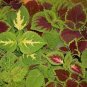 Coleus Blumei Seeds Mixed 9 Colors 200 Seeds