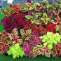 Coleus Blumei Seeds Mixed 9 Colors 200 Seeds