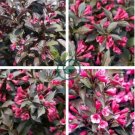 Beautiful Weigela Florida Flower 200 Seeds
