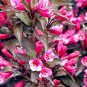 Beautiful Weigela Florida Flower 200 Seeds