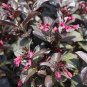 Beautiful Weigela Florida Flower 200 Seeds