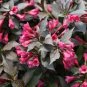 Beautiful Weigela Florida Flower 200 Seeds