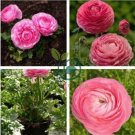 Ranunculus Flower Plants 200 Seeds